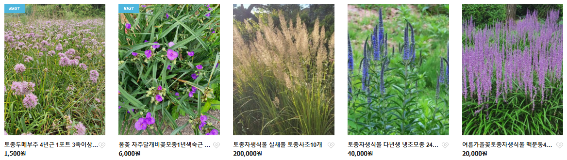 6시내고향 두메부추 자생식물 세종 연동면 세종약초원 정보