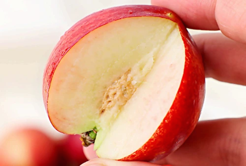 신비복숭아 수확하는 시기