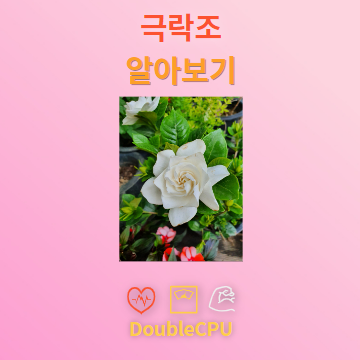 극락조 꽃말 및 탐구