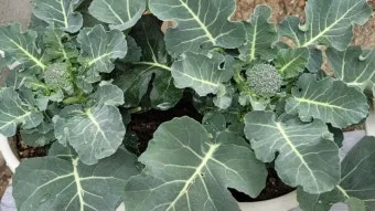 새싹브로콜리 재배 트레이 파종 물 관리 영양 풍부_11