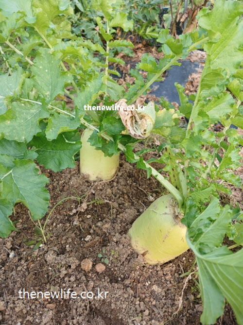 혈당 상승을 억제하고 복부 비만 예방에 효과적인 식이섬유 가득한 무 실사진