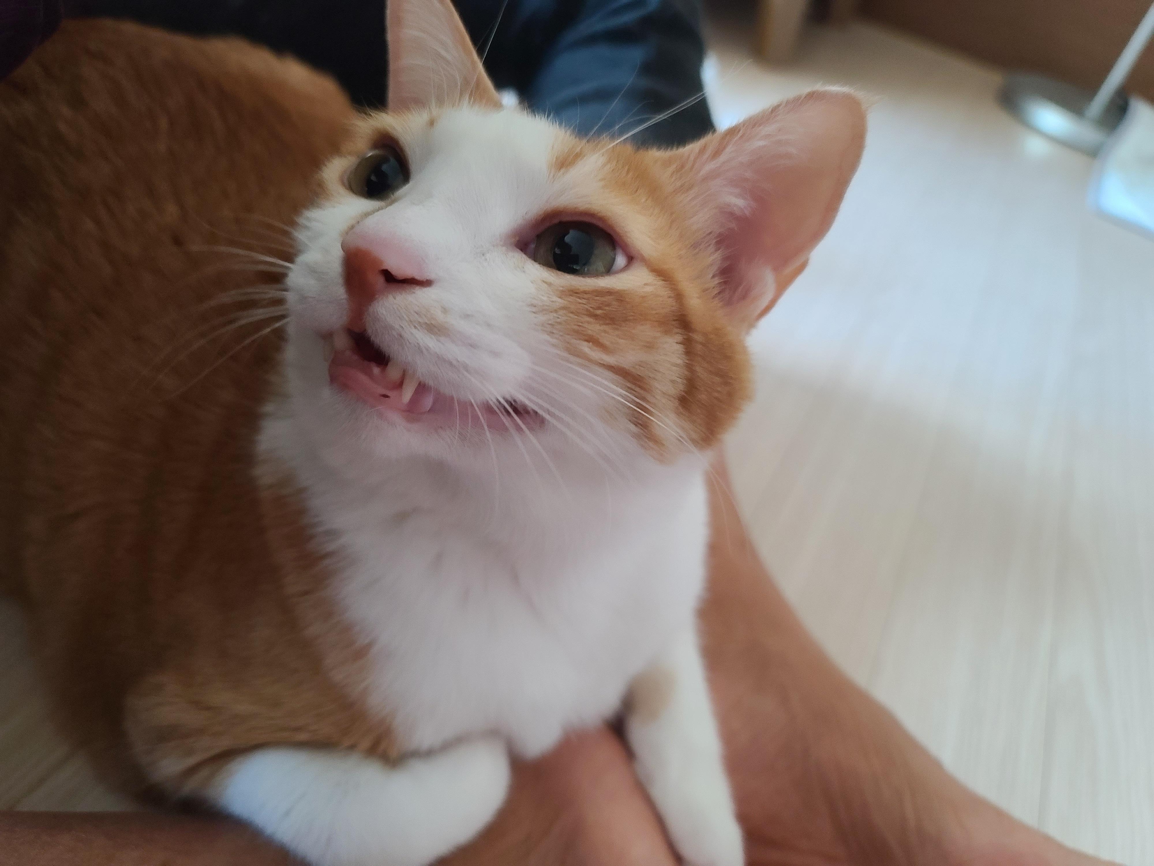 치즈고양이 형제들의 엄마발 사용방법