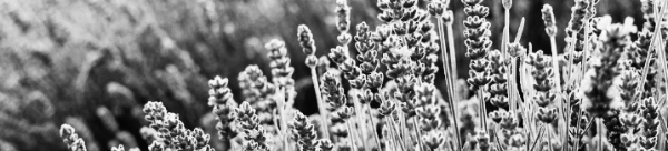 라벤더 키우기: 햇빛, 온도, 흙