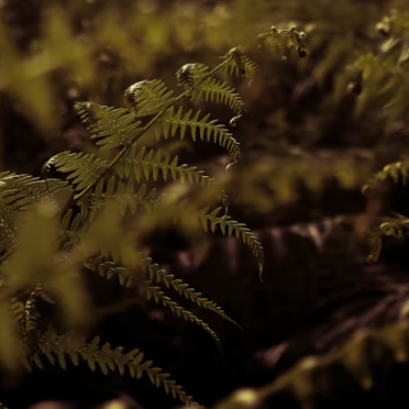 고사리 효능과 부작용 고르는법 칼로리