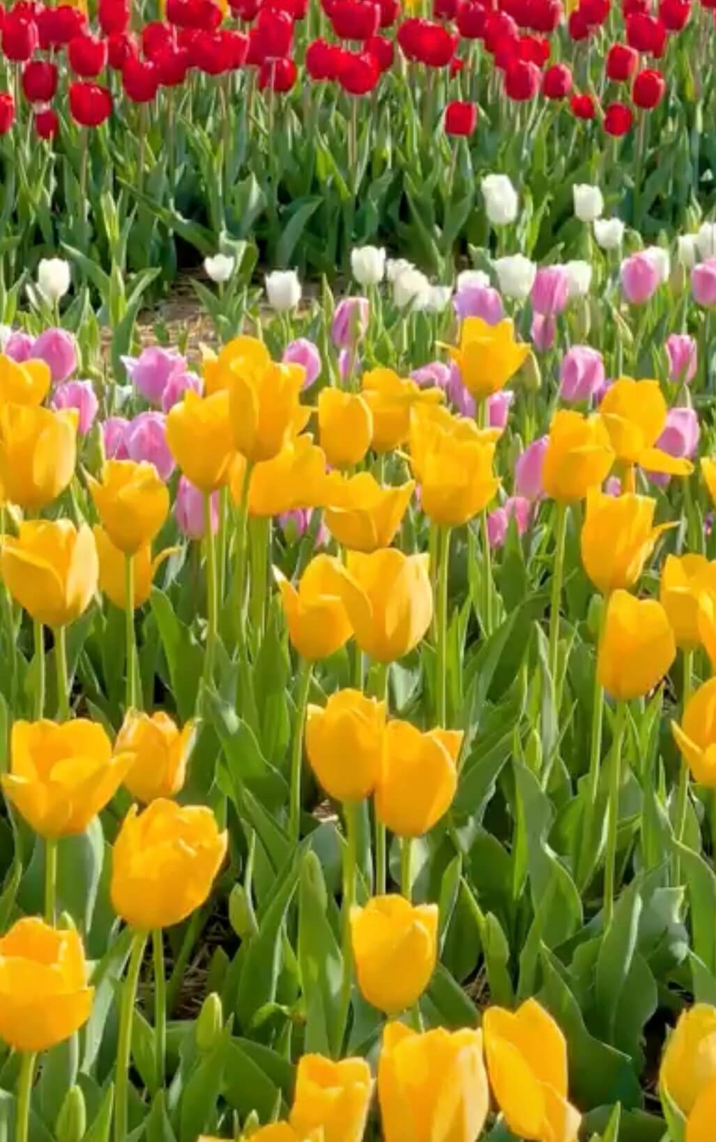 태안 세계튤립박람회 소식 관련사진