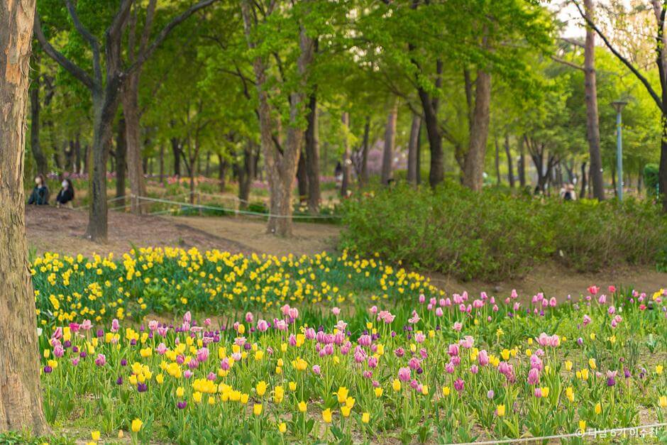 튤립명소 서울숲