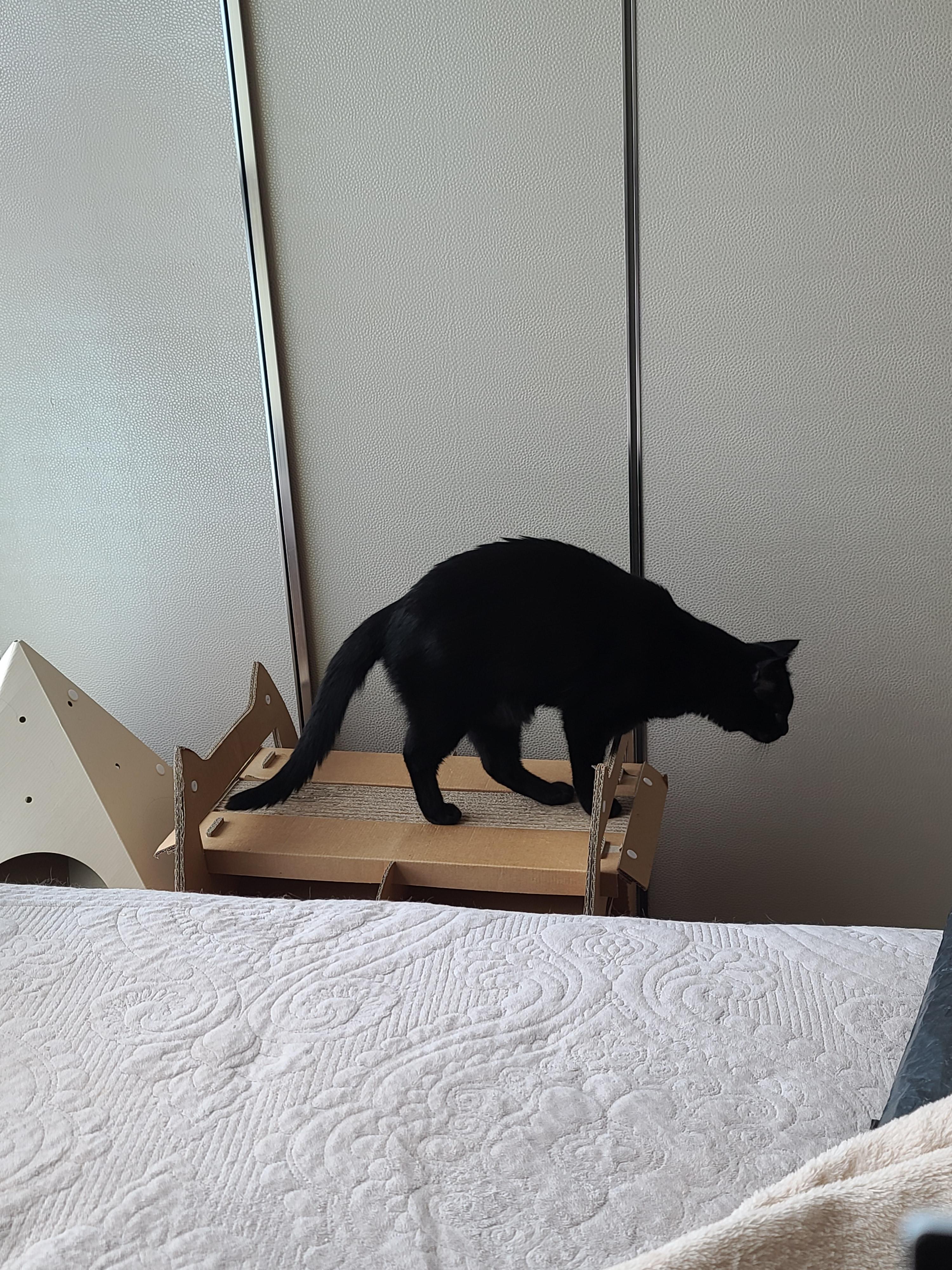 에어컨 바람을 피하고 싶을때 올블랙 건이와 막둥이 삐용이의 선택은...!