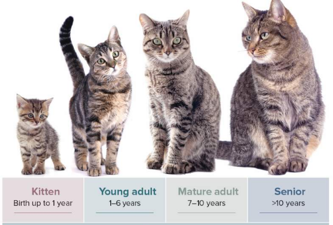 성년기 고양이 이미지