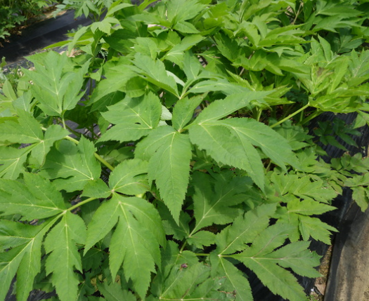 마땅히 돌아오다' 당귀, 당신의 기와 혈을 되돌리는 특별한 약초! - 마이올 쌍화차