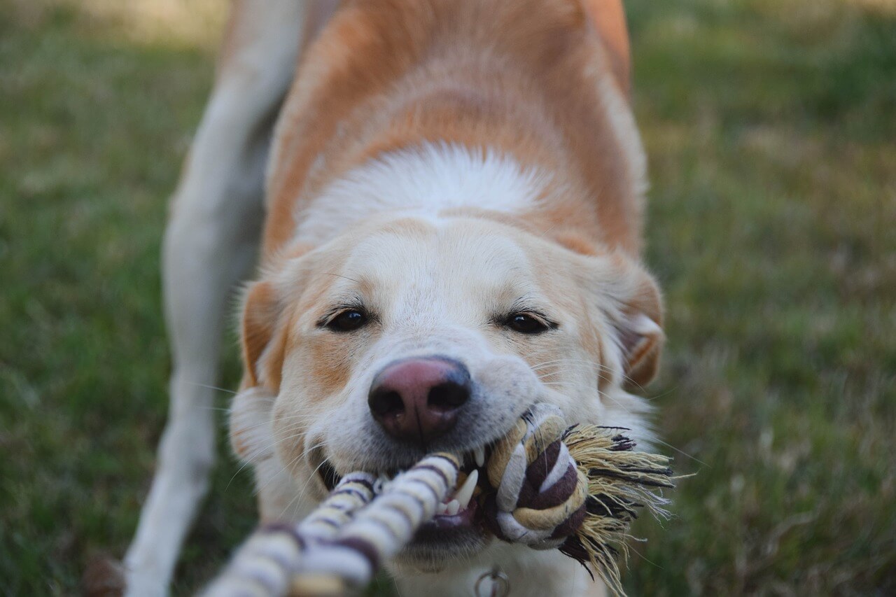 여름철 집에서 할 수 있는 강아지 실내 놀이