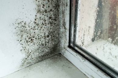 창문틀 곰팡이
