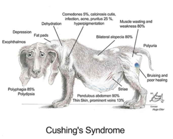 강아지-쿠싱증후군
