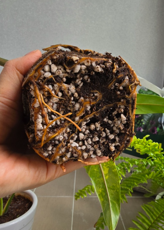 화분속에서 꺼낸 뿌리가 가득 찬 도메스티컴바리에가타