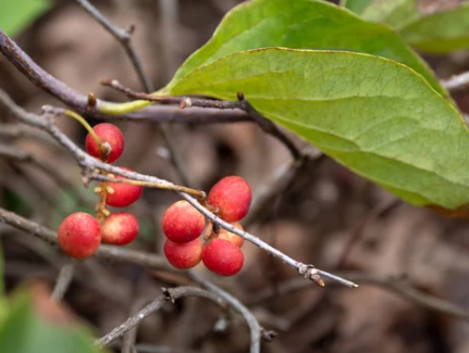 오미자온효능부족