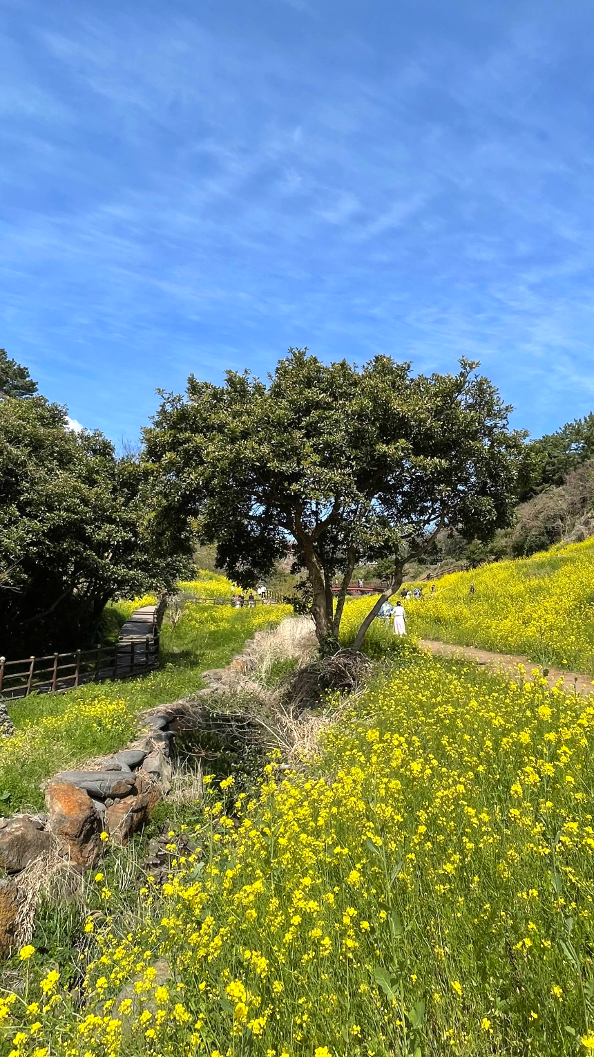 중문 미라지 올라가는 길4