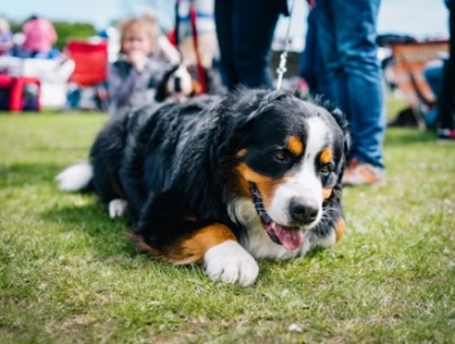 양평 용문산 산나물 축제