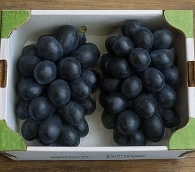 포도 종류