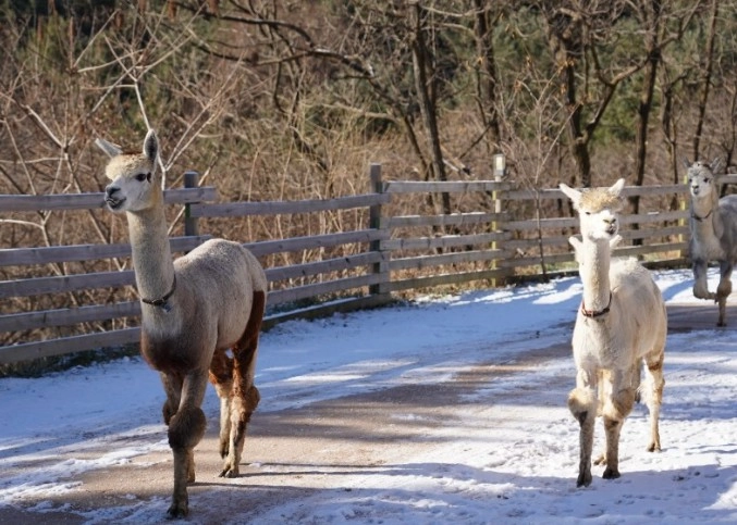 알파카 체험