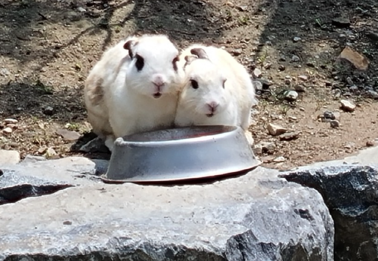 평창 애니포레