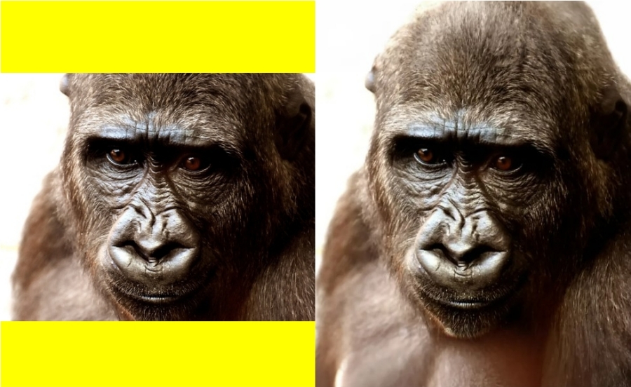 위아래가 없는 고릴사 사진을 AI가 만들어준 그림
