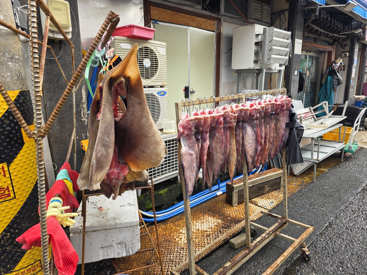 말려지고 있는 생선