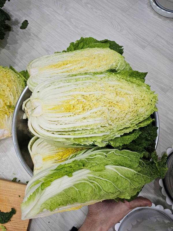 김장배추 1