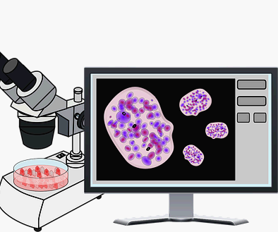 HIF–NRF2 상호 네트워크를 통한 항산화 반응과 조직 안정화 모델링