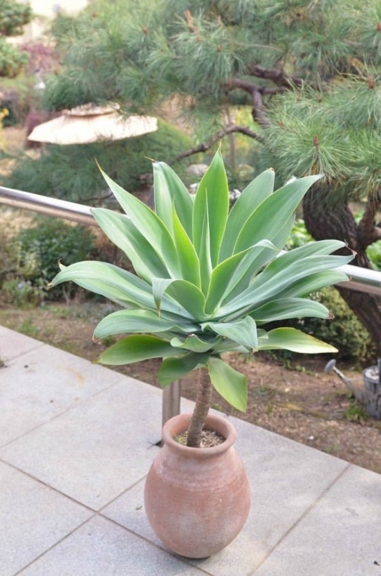 아가베 아테누아타(foxtsil agave)의 시원스럽게 자란 모습