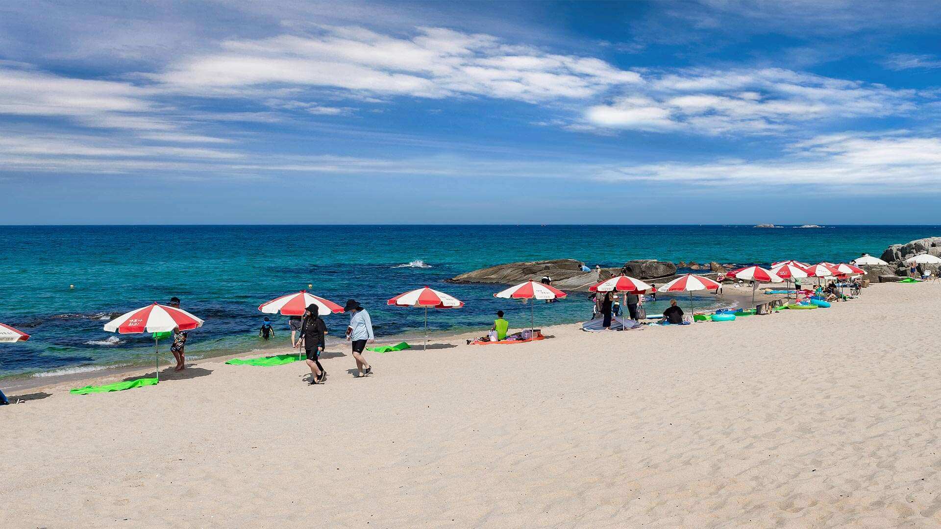 강릉 사근진 해변 유채꽃밭