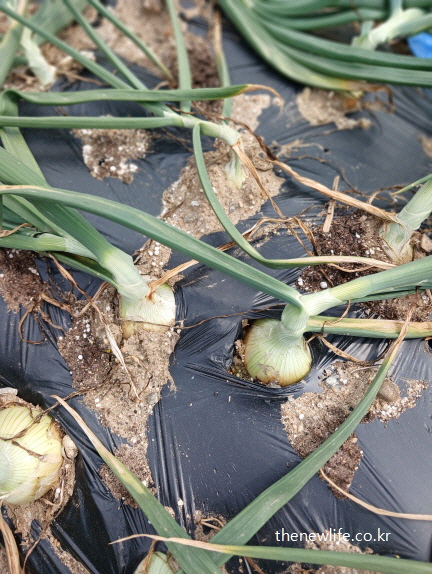 양파밭에서 재배 중인 신선한 양파, 혈액 건강과 고지혈증 예방에 도움을 주는 양파 효능