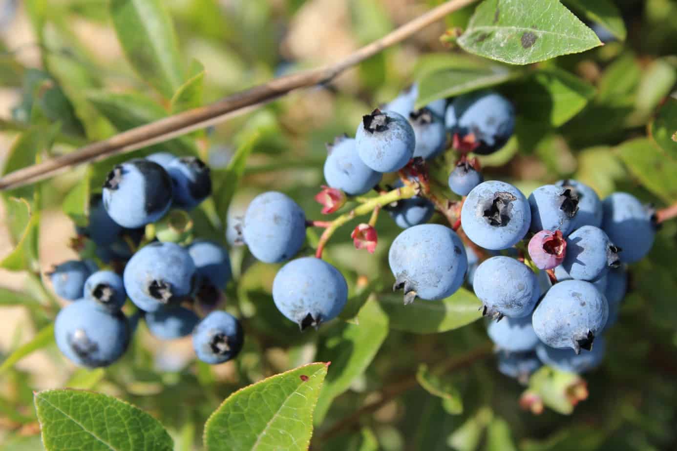 더 건강한 식단을 위한 슈퍼푸드