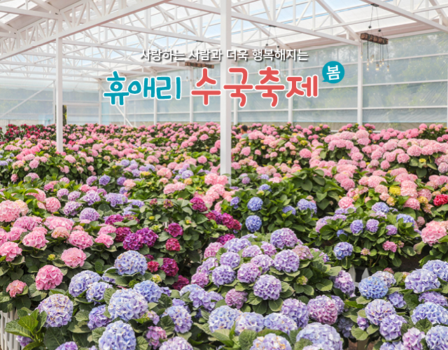 휴애리수국축제
