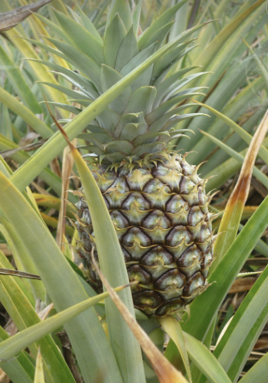 파인애플의 기원과 역사