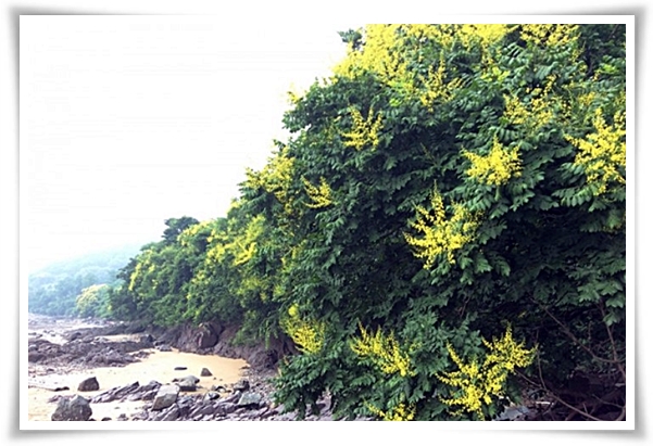 화초 "모감주나무" 황금빛 비를 내리는 신비로운, 꽃보다 열매가 예쁜 나무!