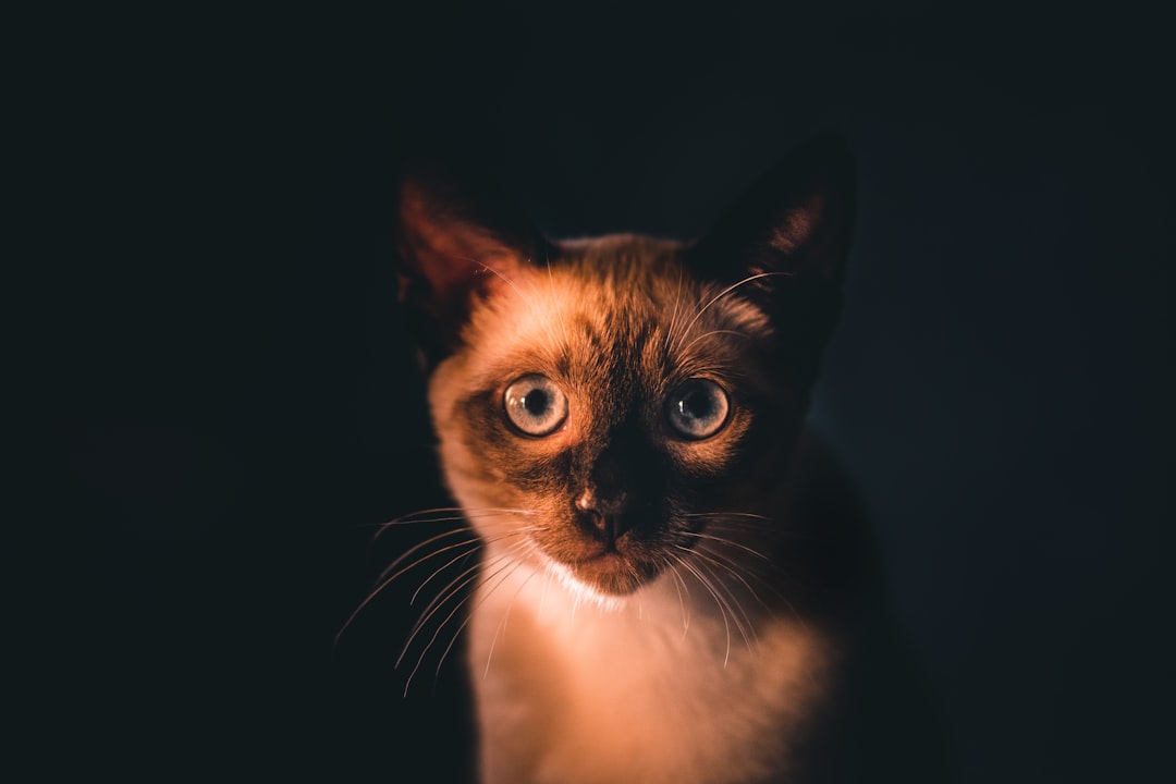 Siamese