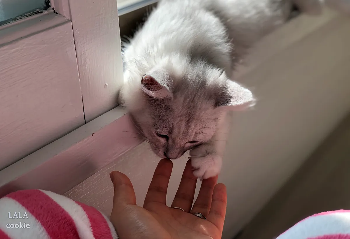 고양이-깨물-때-대처방법-아기-고양이와-사람