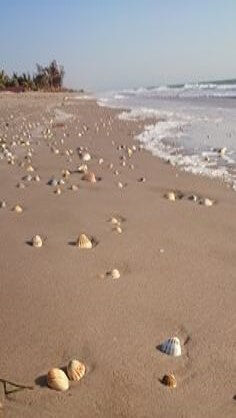 바닷가-모래사장에-널부러져있는-조개들