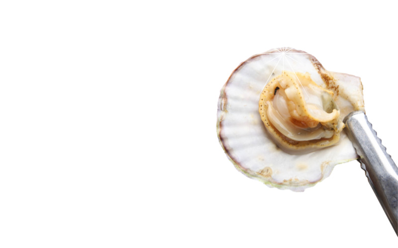 비브리오패혈증17