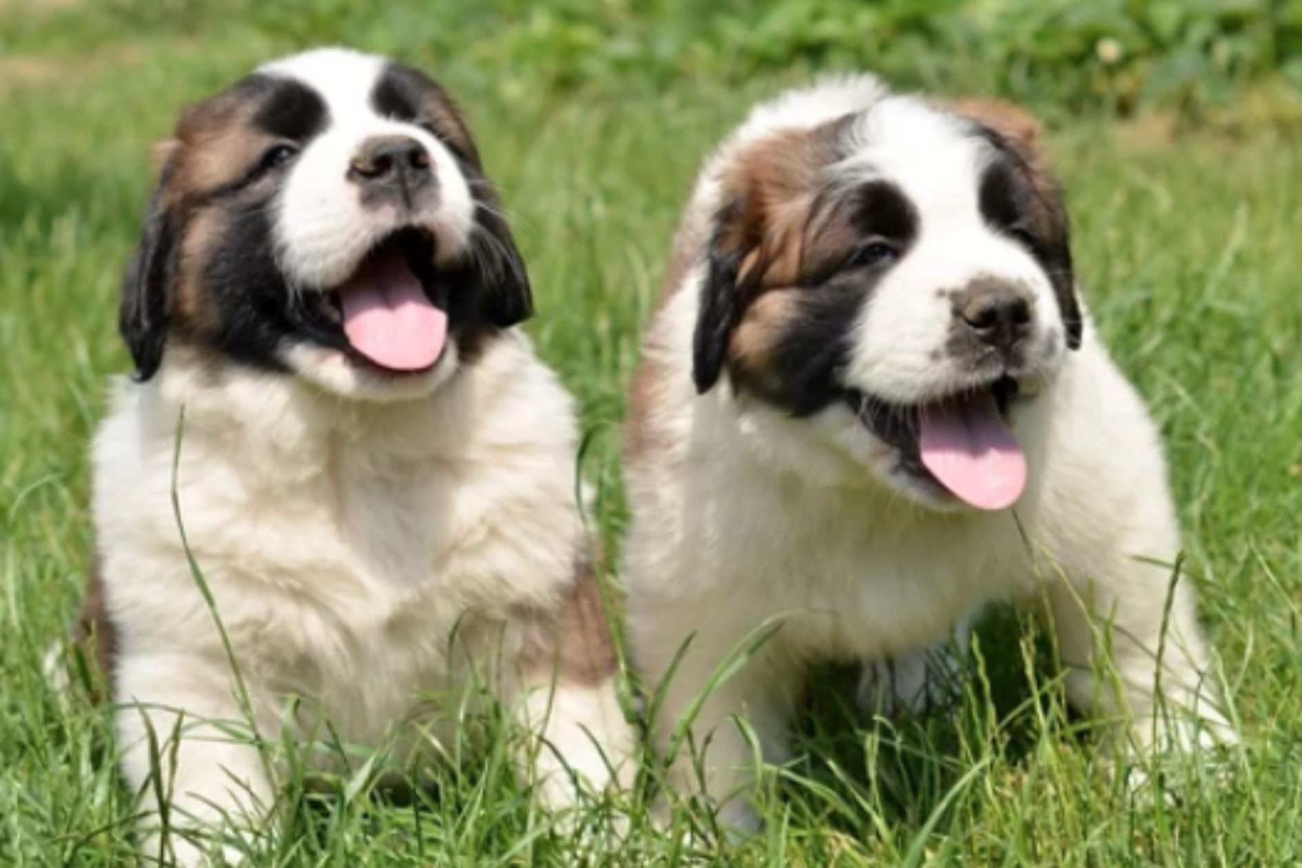 SAINT BERNARD/출처:어도비스톡