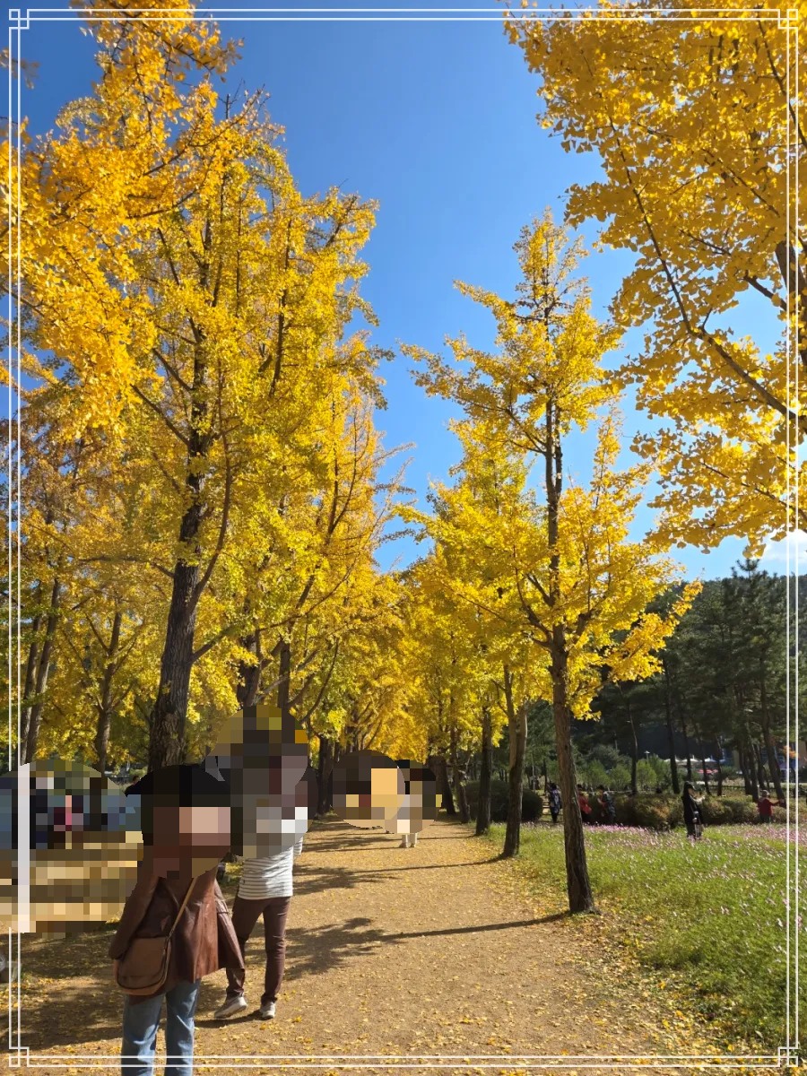 괴산-문광저수지-은행나무길이-양갈래로-쭉-뻗어있고-그-나무아래-사람들이-사진-찍으며-서-있는-풍경