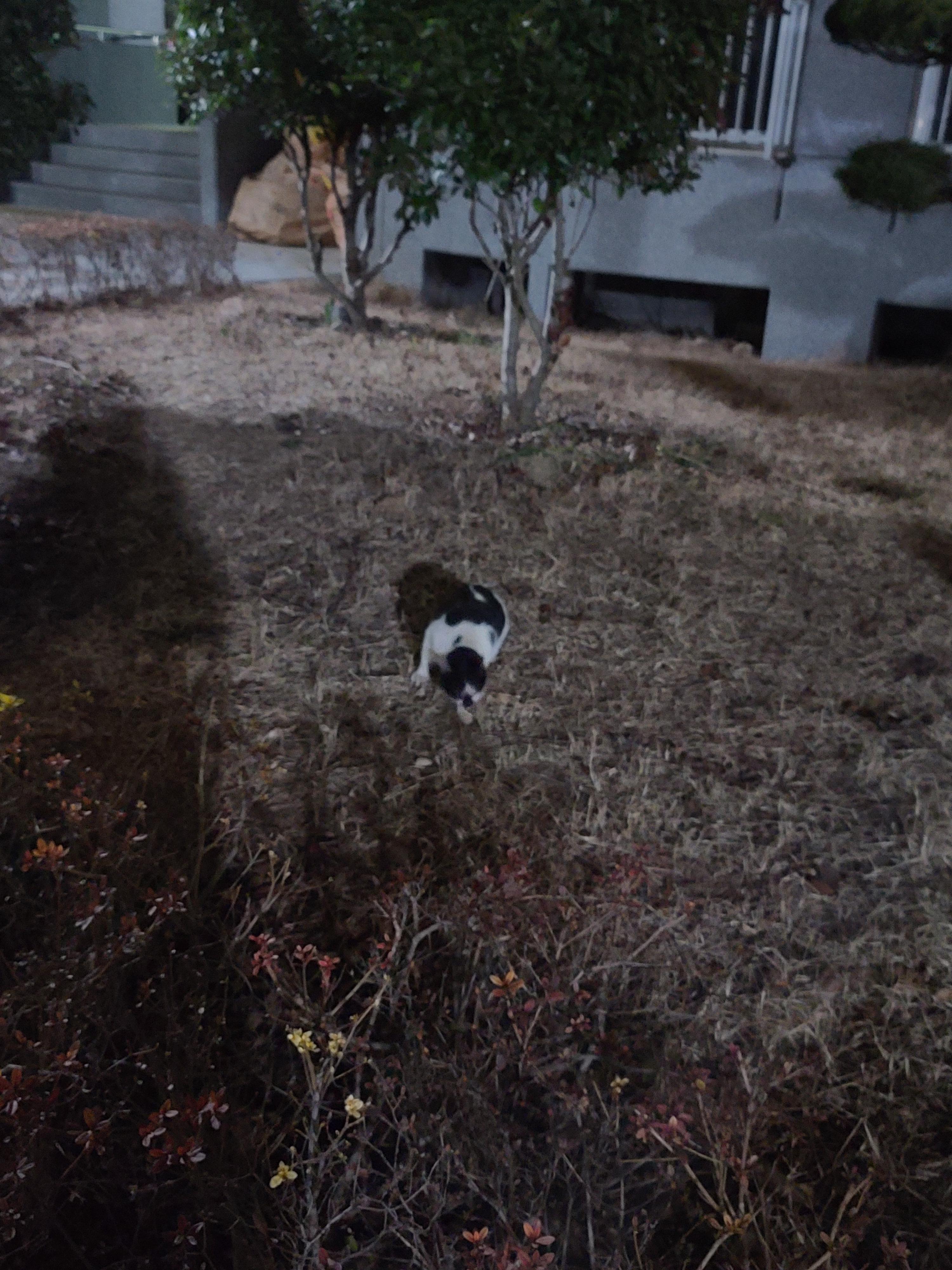 고등어 고양이 여자친구