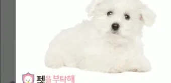 강아지 고개 갸우뚱 이유 의미 뜻_25