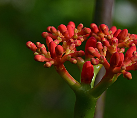 인삼다당체 건강기능식품