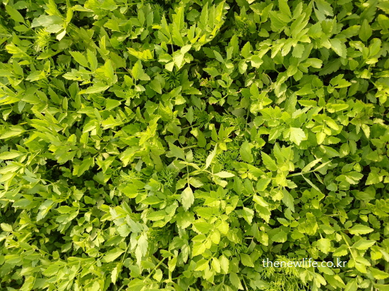 Close-packed green leaves of Korean minari in spring sunlight – showcasing natural health benefits. / 봄 햇살 아래 무성하게 자란 한국 미나리의 초록 잎들이 건강함을 보여줍니다.