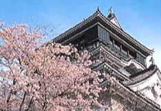 후쿠오카 벚꽃 명소