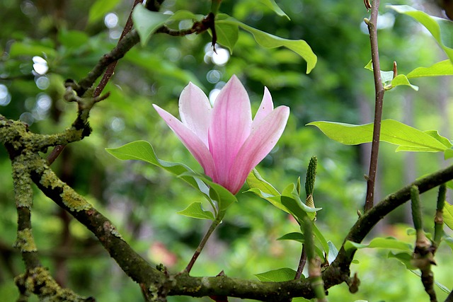 목련