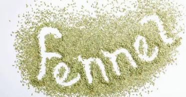 펜넬 관련 사진