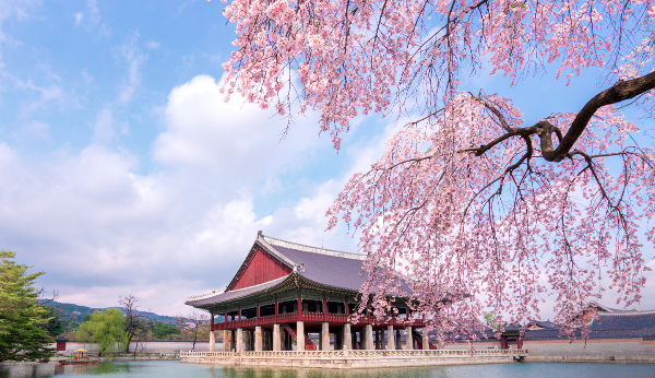 전국 벚꽃 명소