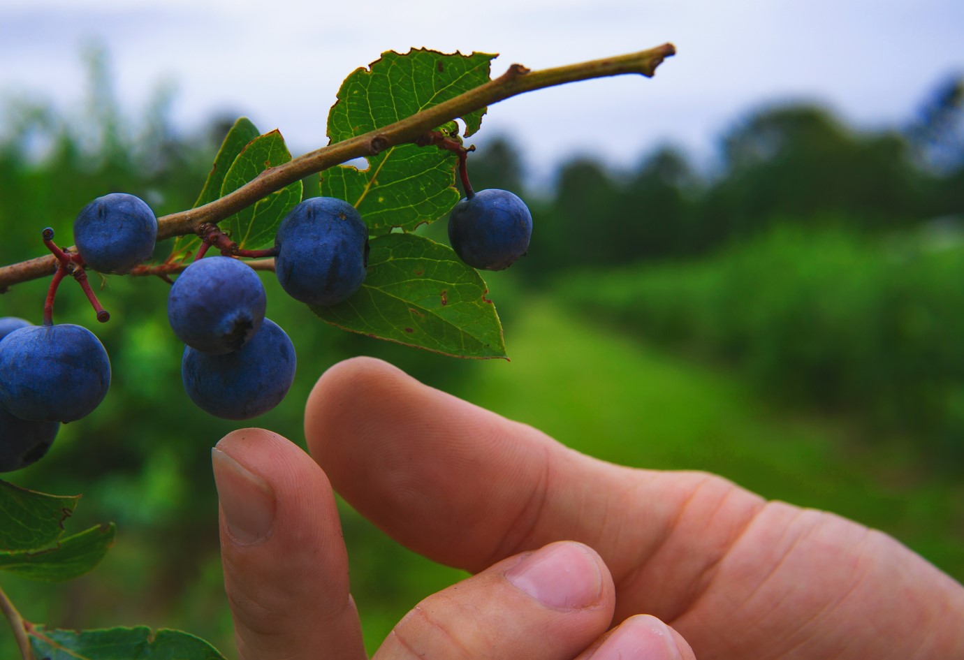 유기농 블루베리를 수확하기 위해 손이 접근하고 있다.