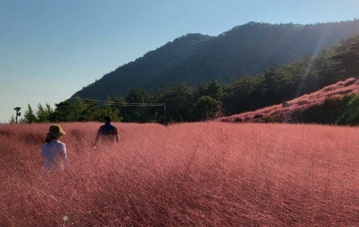 고창꽃객프로젝트-핑크뮬리-속-두사람